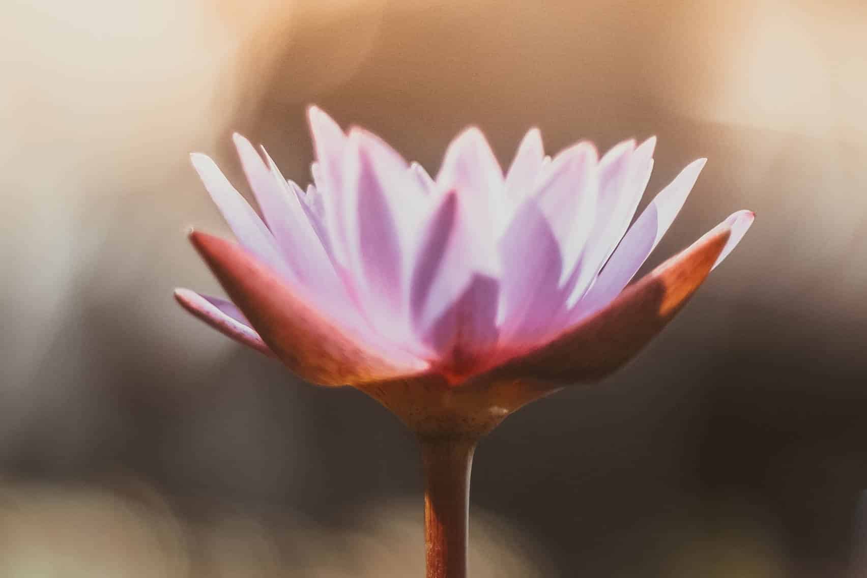 Études des Yoga Sutras 2024